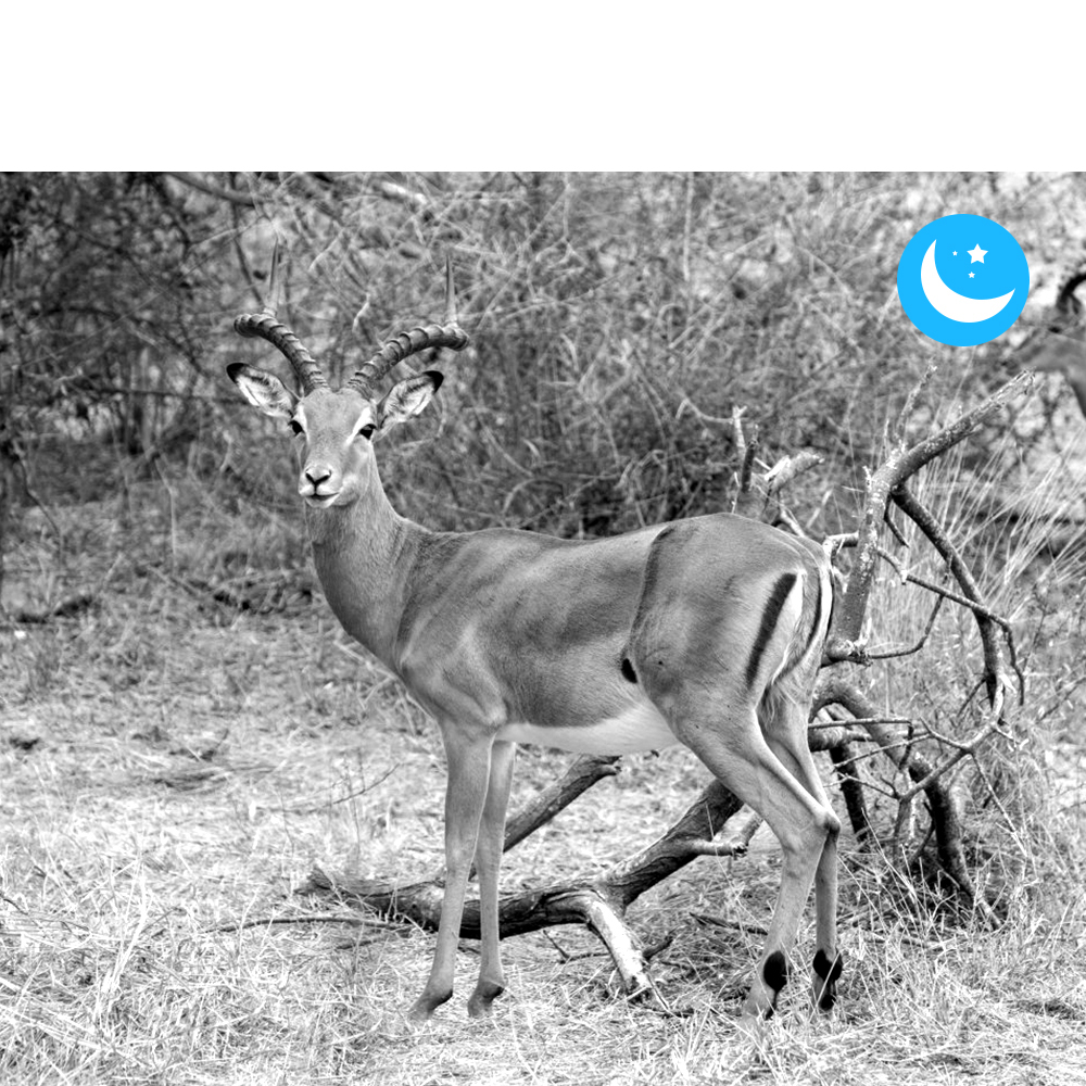 4G Trail Camera Solar 15600mAh - Image 7